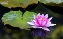 Single Pink Water Lily Sits On A Green Pad.