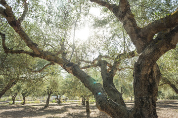 Wall Mural - Olive trees and sun rays