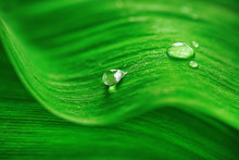 Close Up Of Green Leaf With Drops