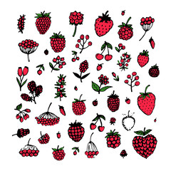 Sticker - Berries collection, sketch for your design