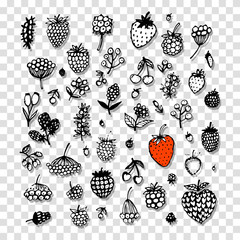 Poster - Berries collection, sketch for your design