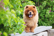 red chow chow dog standing on a bench
