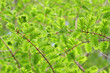 © farbkombinat - Urweltmammutbaum - Metasequoia glyptostroboides