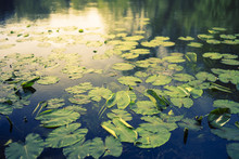 Lily Pads In A Lake With Shallow Depth Of Field