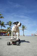 Brazilian Dog Riding Skateboard Rio De Janeiro Brazil