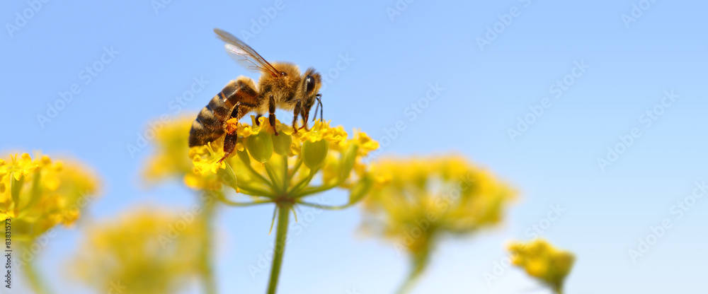 Honeybee harvesting pollen from blooming flowers. - obrazy, fototapety, plakaty 