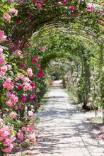 Fantastic Luxuriant Rose Garden Path