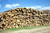Fototapeta Natura - Landscape with many stacked sawed pine logs in piles