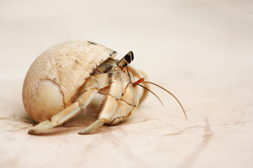 Snail crab on a sand