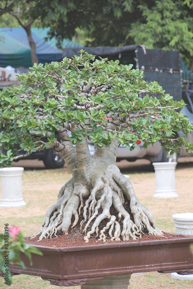 bonsai benjamin Oriental Ficus Bonsai Tree