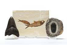Fossils Collection