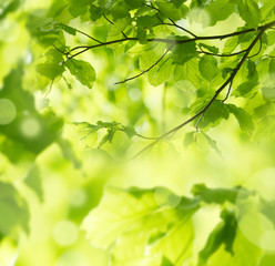 Canvas Print - spring forest - fresh leaves and sun rays