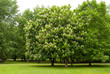 chestnut tree in the park