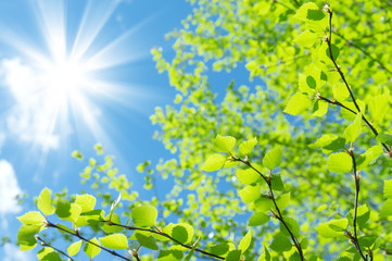 Poster - Spring natural background with young birch leaves