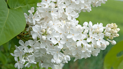 Flieder - Syringa