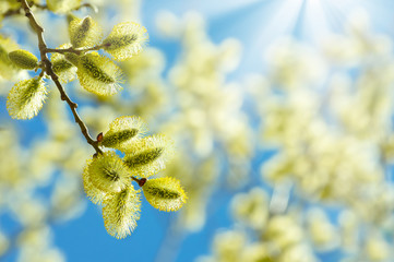 Fototapete - Flowering branch of willow on a background of the sunny sky