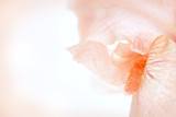 iris flower macro