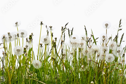 Plakat na zamówienie Przekwitłe kwiaty mniszka lekarskiego na białym tle