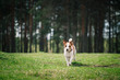 © Anna Averianova - Dog Jack Russell Terrier walks on nature