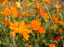 Close Up Orange Cosmos Flower