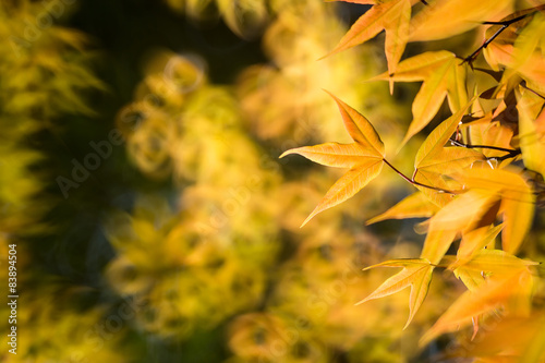 Colorful maple leafs