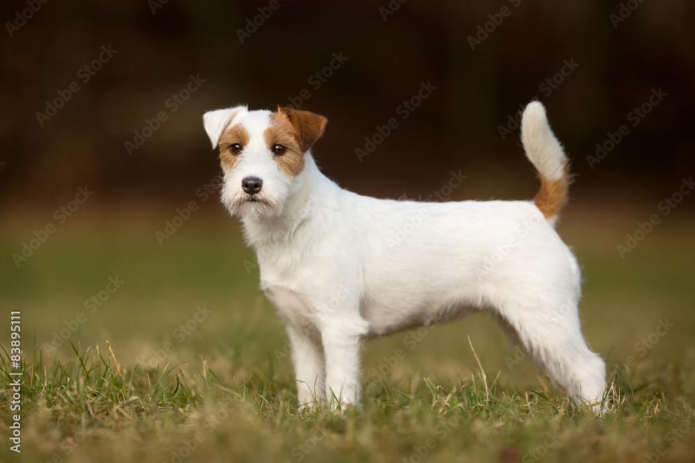 Purebred Jack Russell Terrier dog Stock Photo Adobe Stock