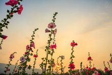 Hollyhock Flower Garden With Sunset Sky