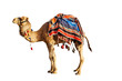 Camel in a colorful horse-cloth on a white background