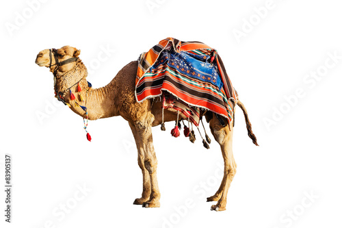 Cuadros en Lienzo Camel in a colorful horse-cloth on a white background