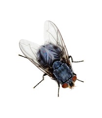 fly on a white
