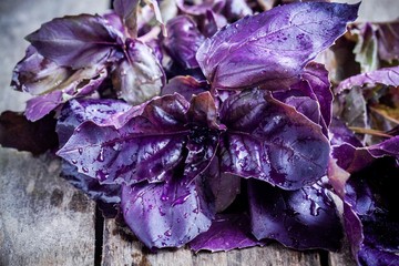 Wall Mural - beam of purple basil on the rustic table closeup