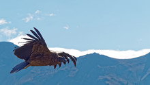 Cruz Del Condor Andean Condor