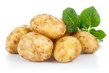 New Potatoes With Green Leaves. Isolated On White Background