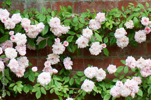 Obraz w ramie Pink roses on a brick wall 