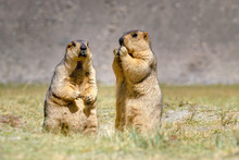 Himalayan Marmots -Marmota Himalayana, Pair Standing And Eating In Open Field , Ladakh Wildlife, Jammu And Kashmir, India