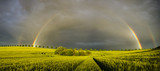 Fototapeta Tęcza - sun, rain and two rainbows over the field