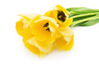 yellow tulips isolated on the white background