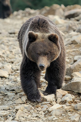 Wall Mural - brown bear