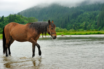 Wall Mural - Horse