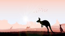 Silhouette Kangaroo In The Evening. Vector
