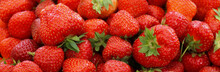Fresh Summer Strawberries