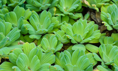 Wall Mural - Duckweed