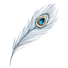 Watercolor Peacock Feather