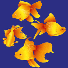 Wall Mural - vector aquarium goldfish