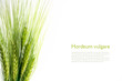 bouquet of green barley ears isolated on white background, sampl
