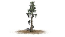 Bald Cypress Tree  - Separated On White Background