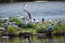 Black-headed Gull Colony On A Small Island In Sweden