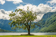 Green tree standing by the lake, beautiful landscape