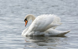 Mute swan