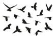 Vogelschwarm